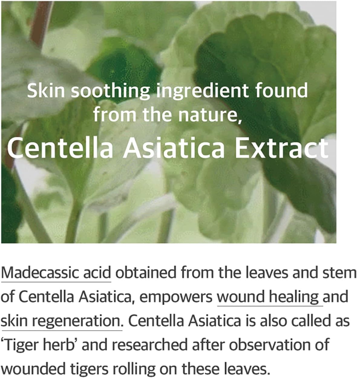 MIXSOON Essence Centella Asiatica Soondy